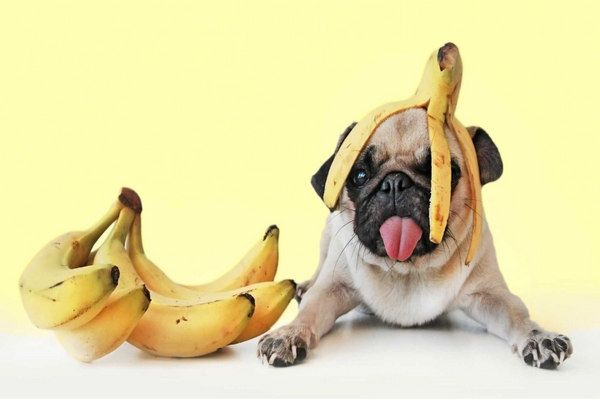 Can dogs store eat banana peel