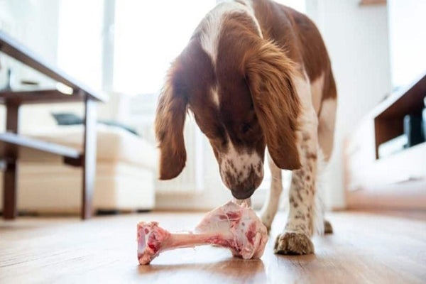 Cooked lamb chop shop bones for dogs