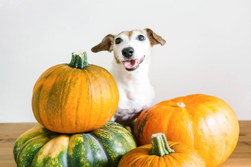 How much canned pumpkin to feed dog hotsell