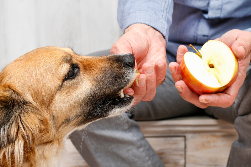 Can dogs eat unsweetened applesauce best sale