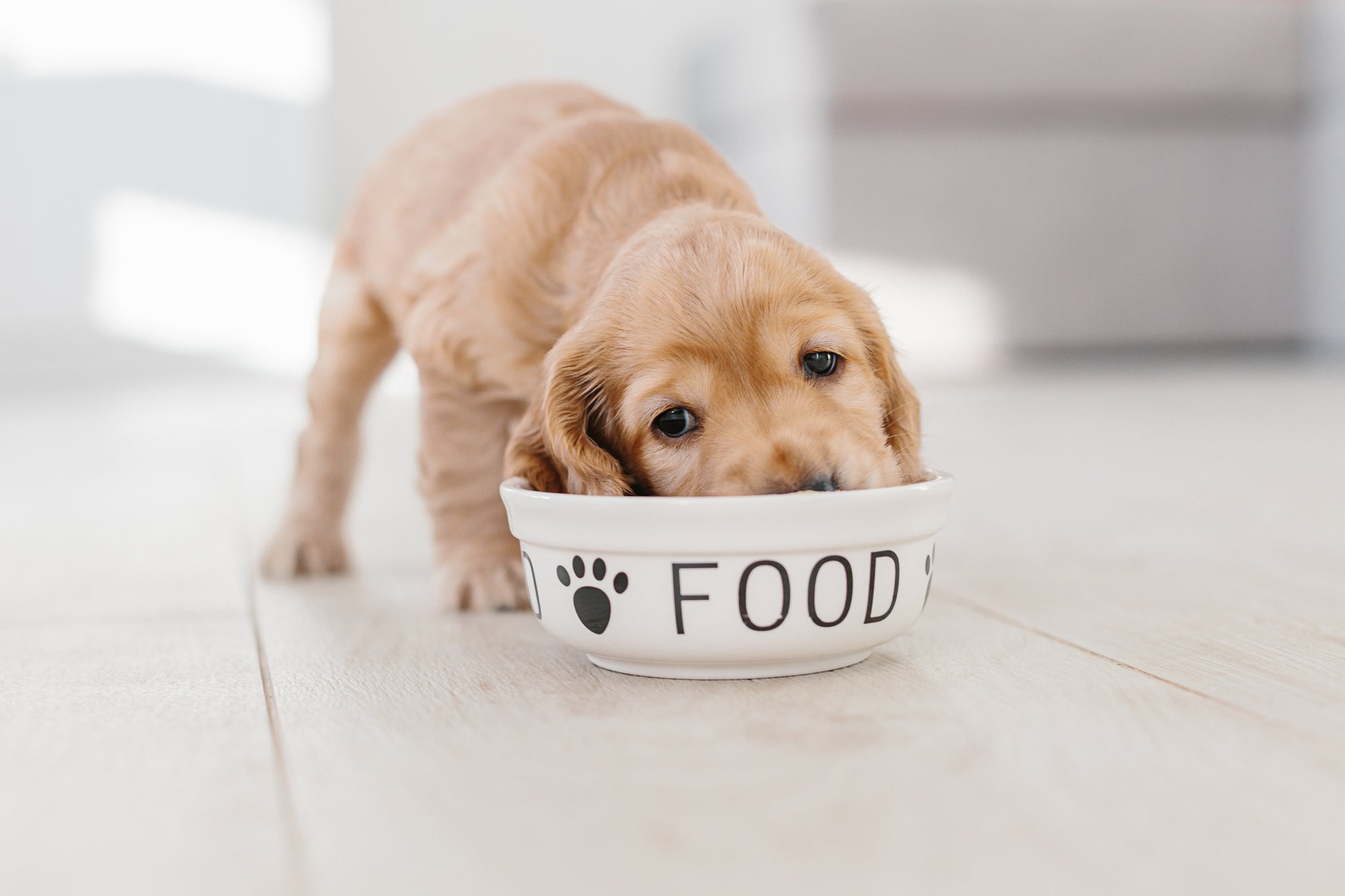 Feeding Puppies - A Gradual Approach to Adulthood Works Well