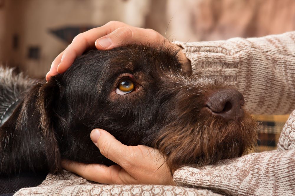 Handling Allergies and Sensitivities with Hypoallergenic Dog Food ...