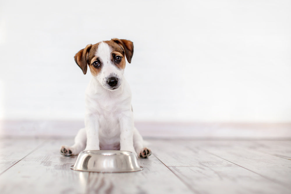 How Cold-Pressed Dog Food Aids Digestion