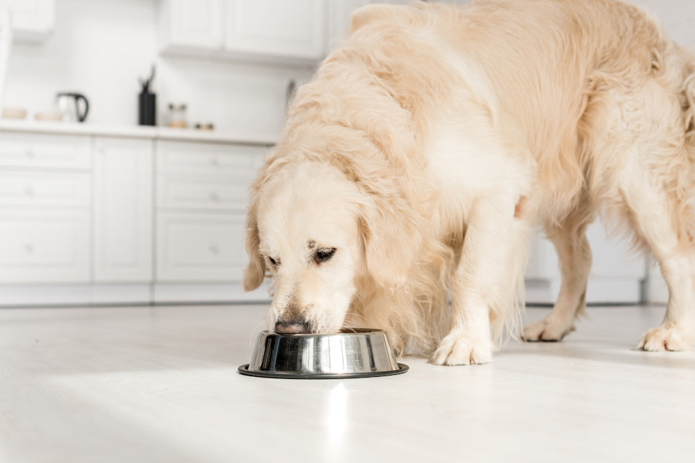 How To Know If My Dog Has a Food Allergy