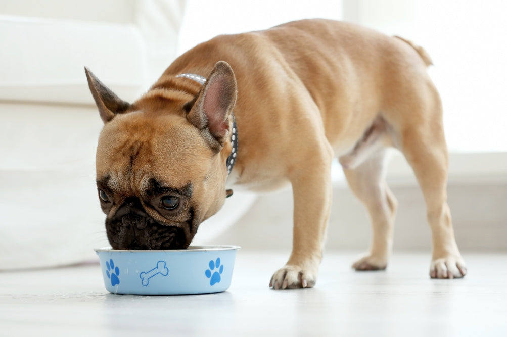 Just Like Humans, Dogs Can Be Picky Eaters