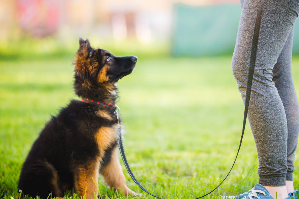 Model-Rival Dog Training: No Food Is Necessary