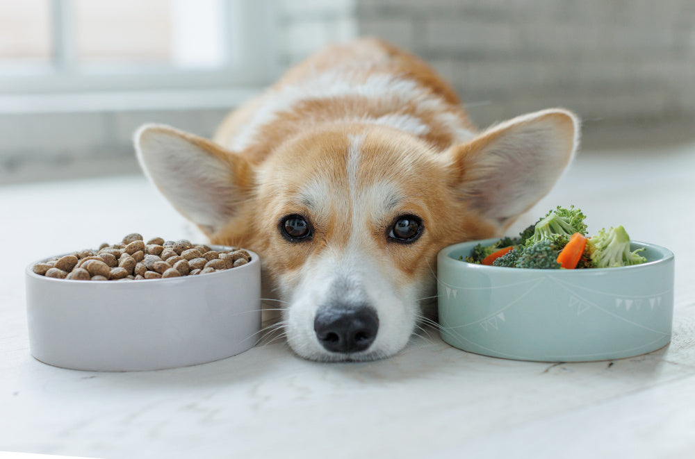 Processing: The Secret to Cold-Pressed Dog Food's Stability