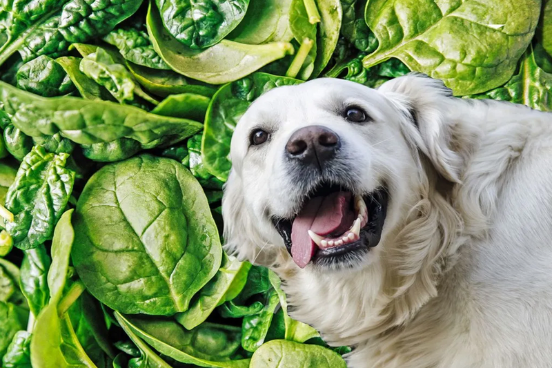 Can Dogs Eat Spinach Explore Health Benefits Questions