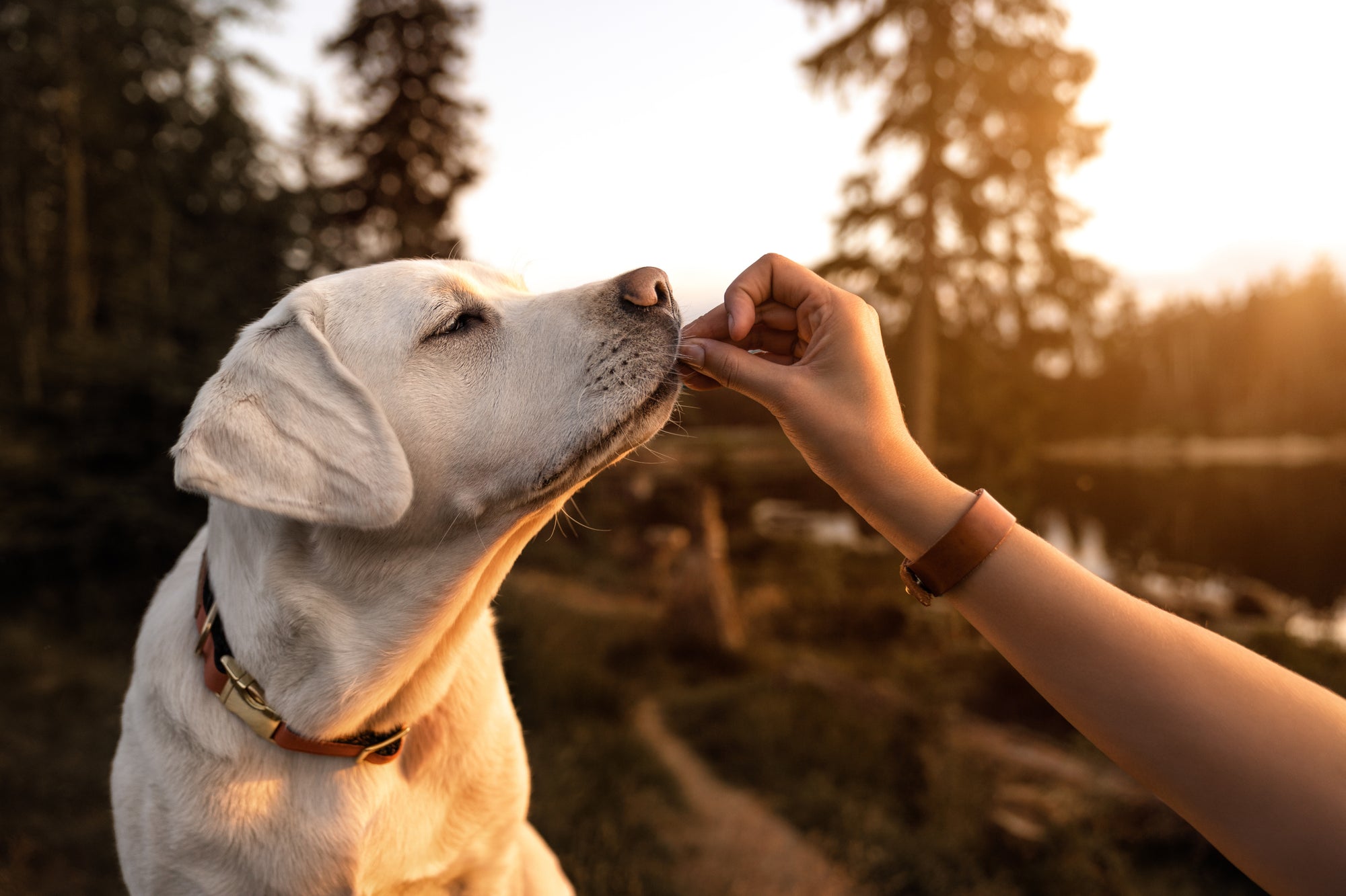 There Is a Reason So Many Dog Trainers Rely on Food to Motivate