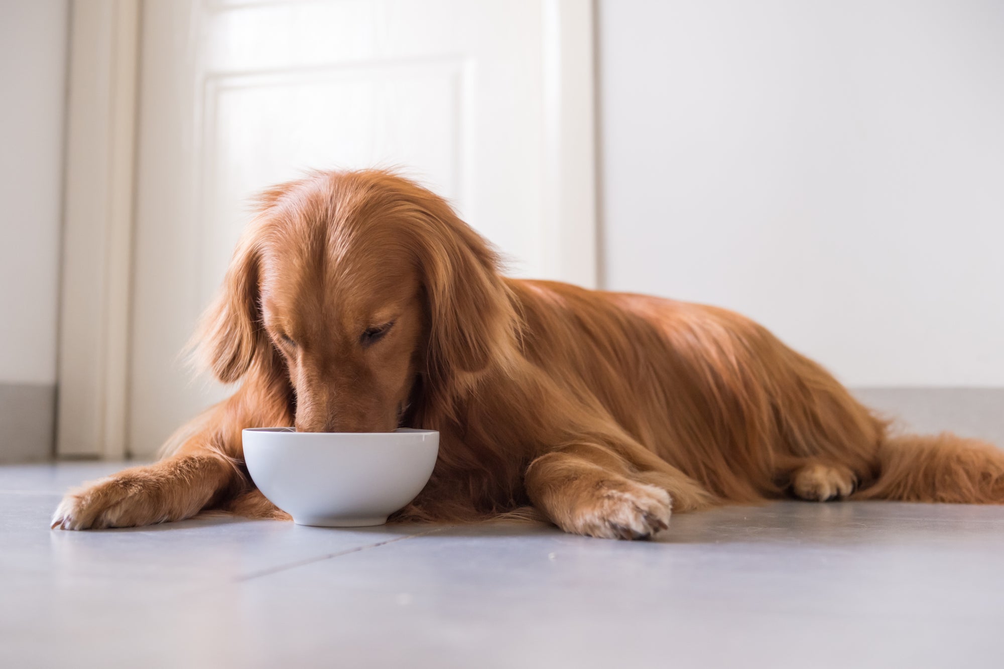 Things to Think About If You Feed Your Dog From a Plastic Bowl