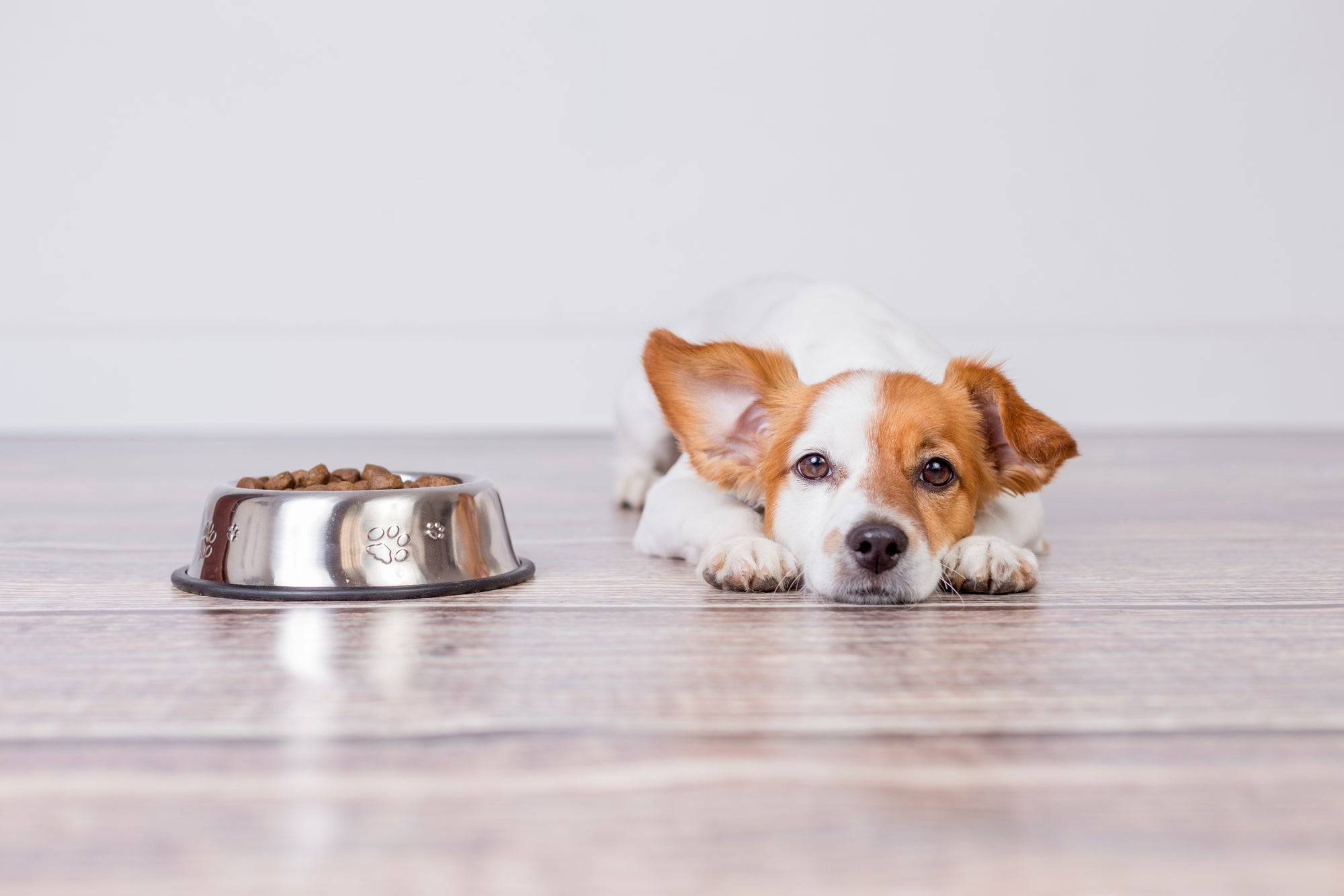 Under and Overfeeding: Dog Owners Should Avoid Both