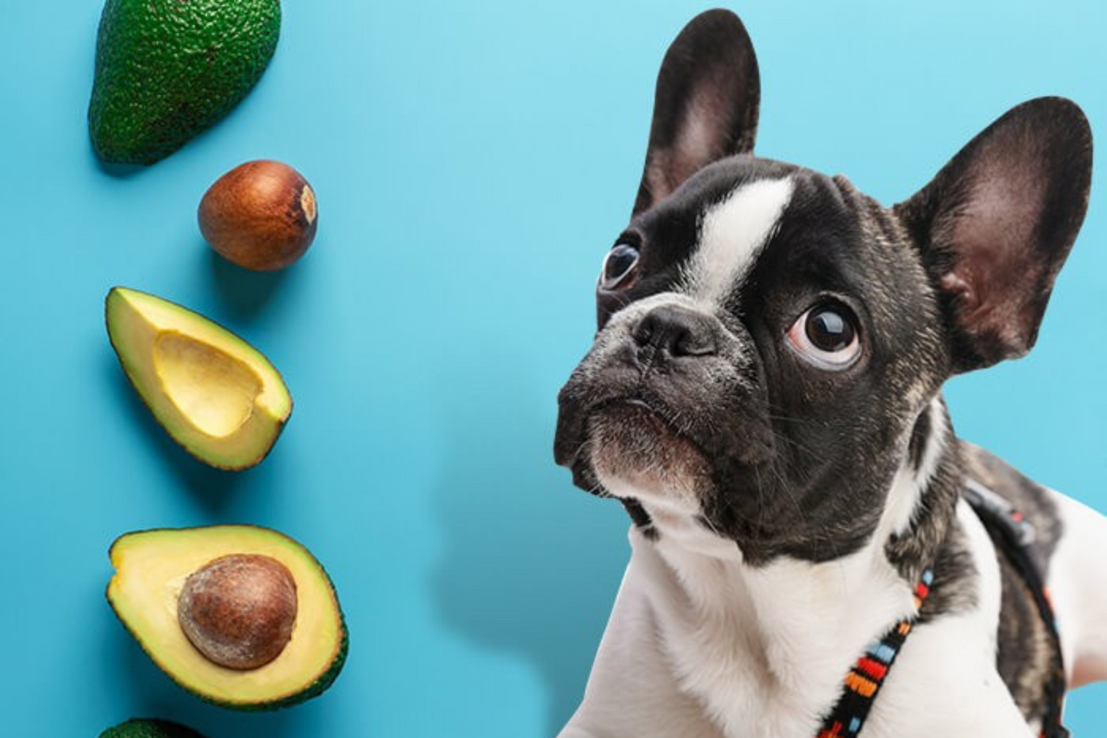 Is it safe for dogs to eat avocado best sale