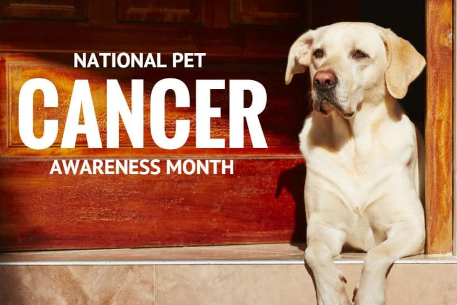 Canine Cancer Awareness Month - Nextrition Pet