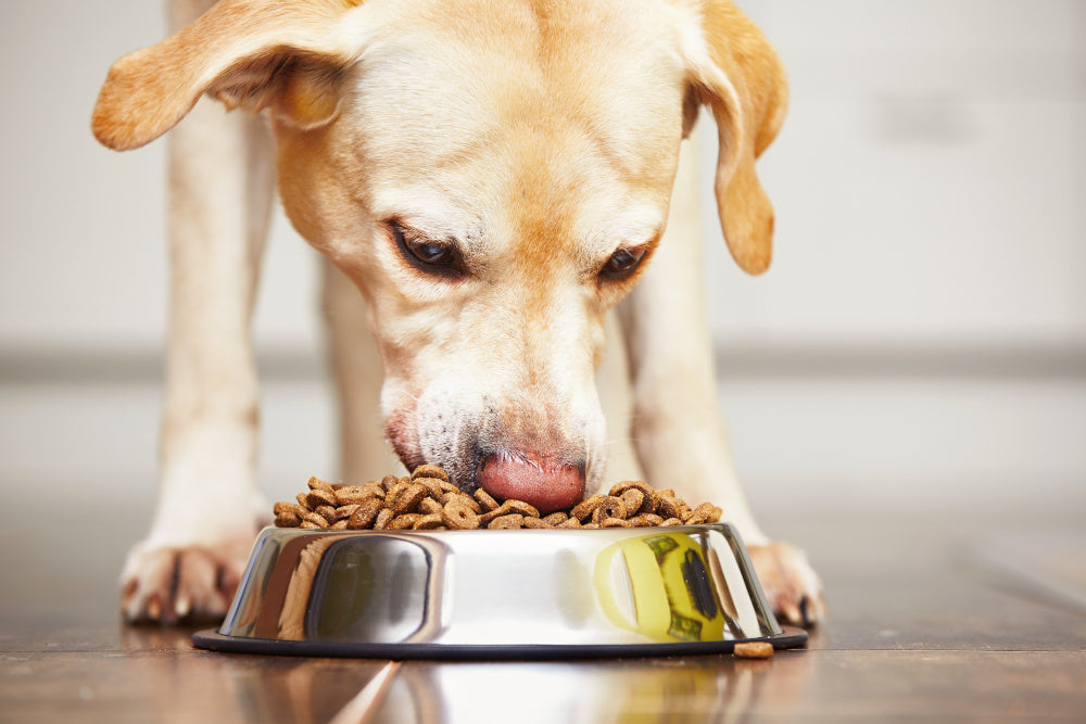 What 'All Natural' on a Dog Food Label Actually Means