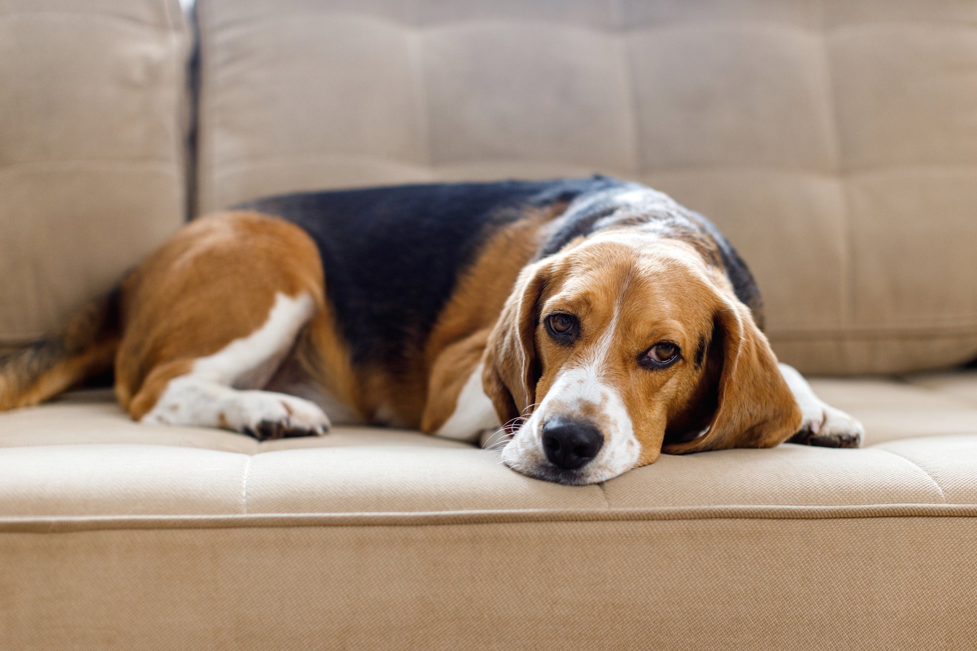 What Kinds of Things Can Cause Diarrhea in Dogs