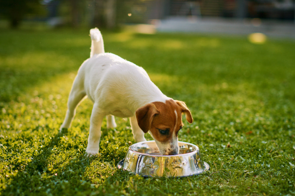 Why 'Picky Eater' Dogs Might Prefer Cold-Pressed Food