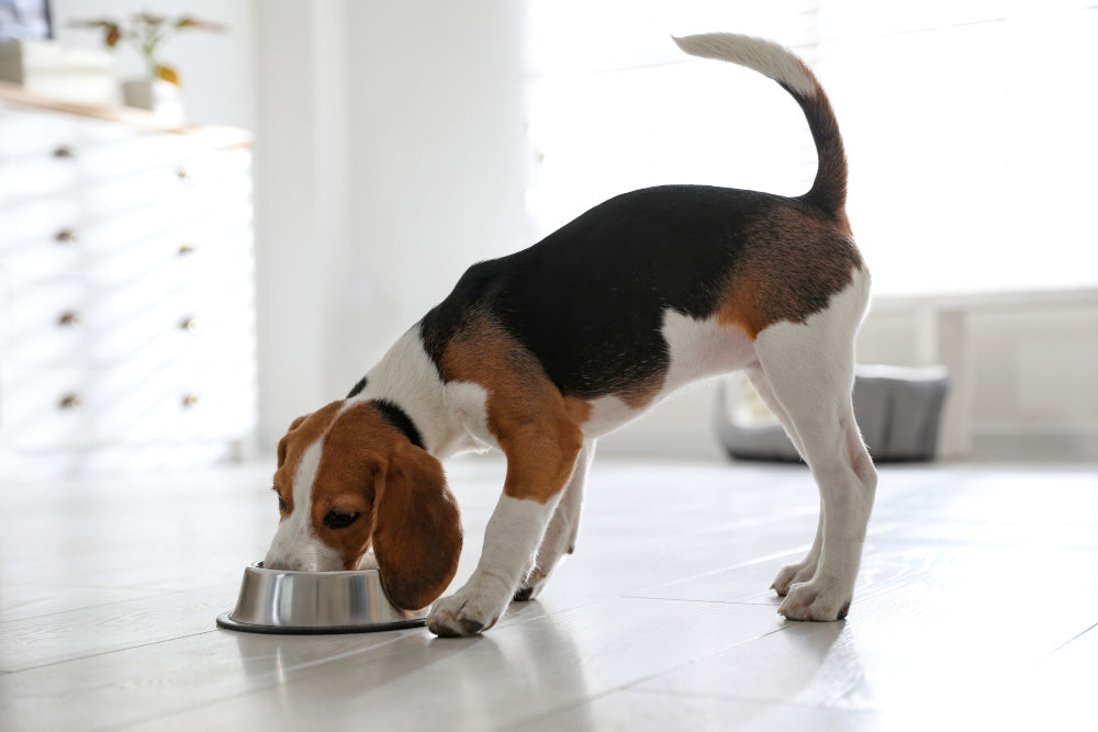 Will My Puppy's Feeding Schedule Impact Housebreaking?