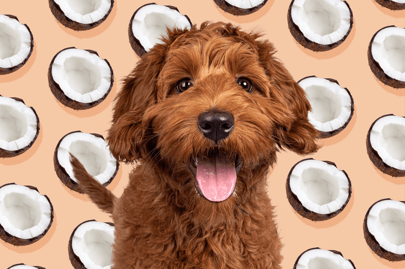 Can dogs have coconut yogurt hotsell