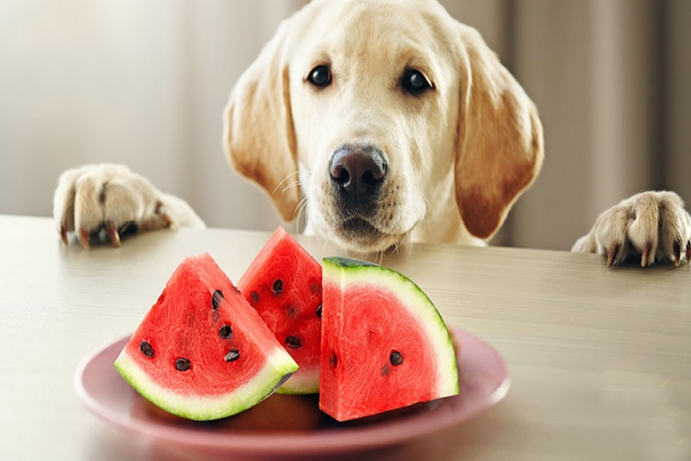 Can Dogs Eat Watermelon? - Nextrition Pet