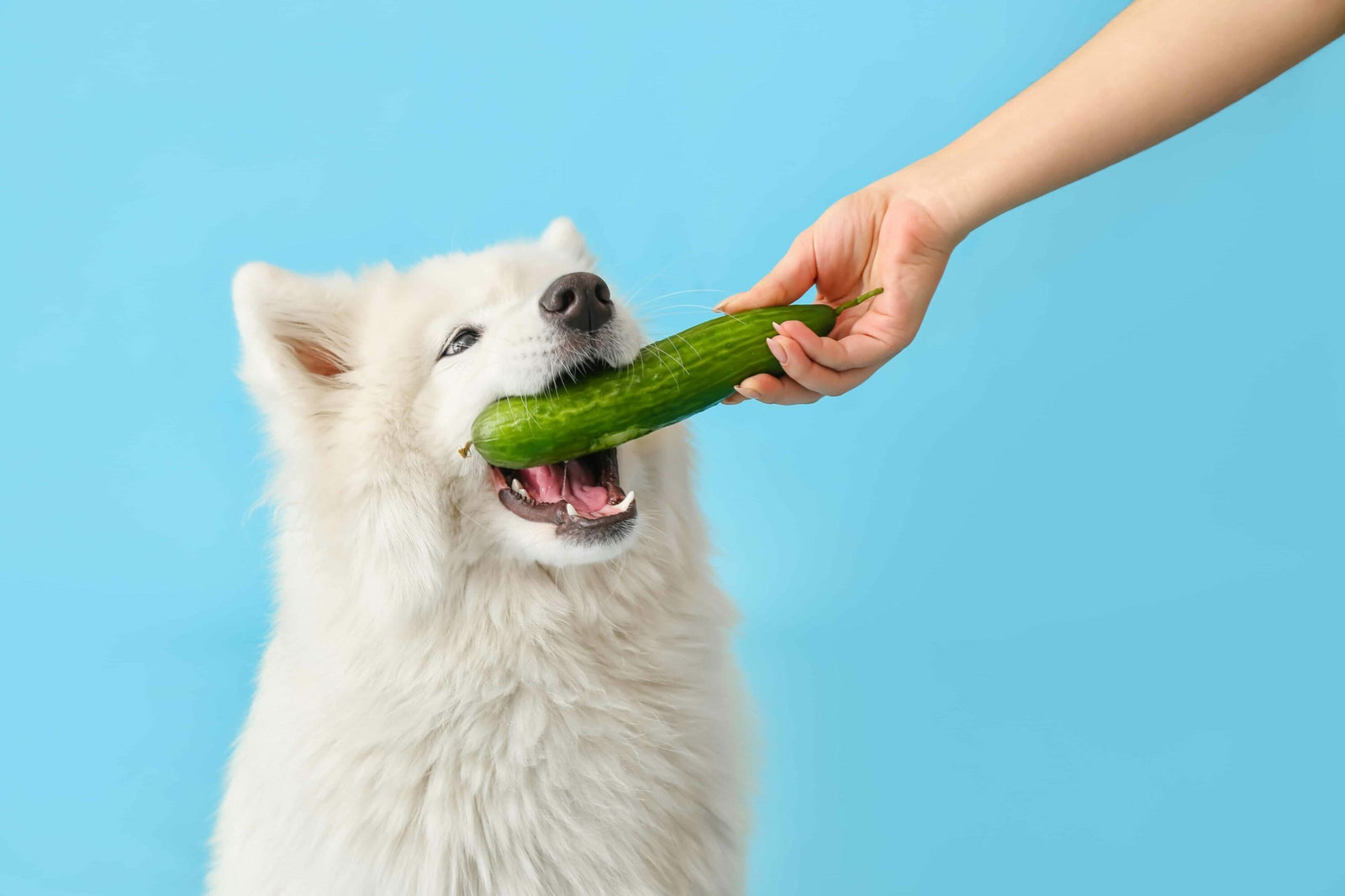 Can Dogs Eat Cucumbers Nextrition Pet