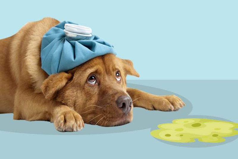 Why is My Dog Vomiting Read This Before Calling the Vet Nextrition Pet