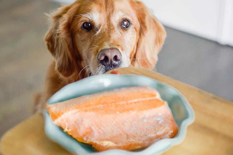 Salmon benefits 2025 for dogs