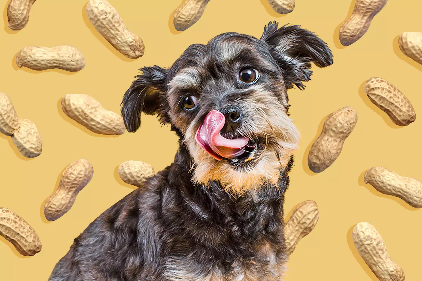 Can peanut butter give dogs clearance diarrhea